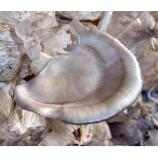 Мицелий Вешенки флоридской (Pleurotus ostreatus Florida) Мицелий Вешенки флоридской (Pleurotus ostreatus Florida)